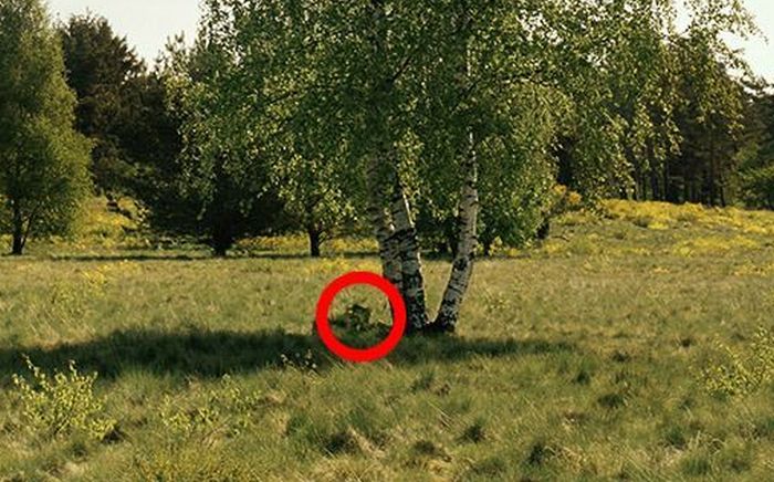 Find the Snipers (18 pics)