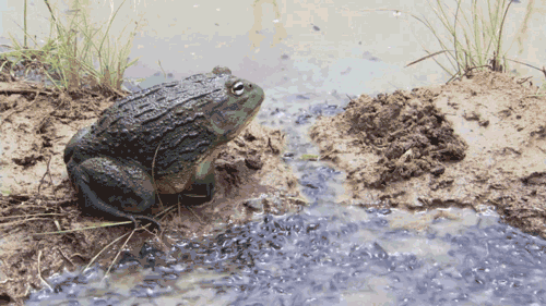 Mother Toad and Her Kids (5 gifs)