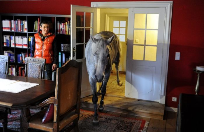 A Horse Sheltered From Storms in the Owner’s House (7 pics)
