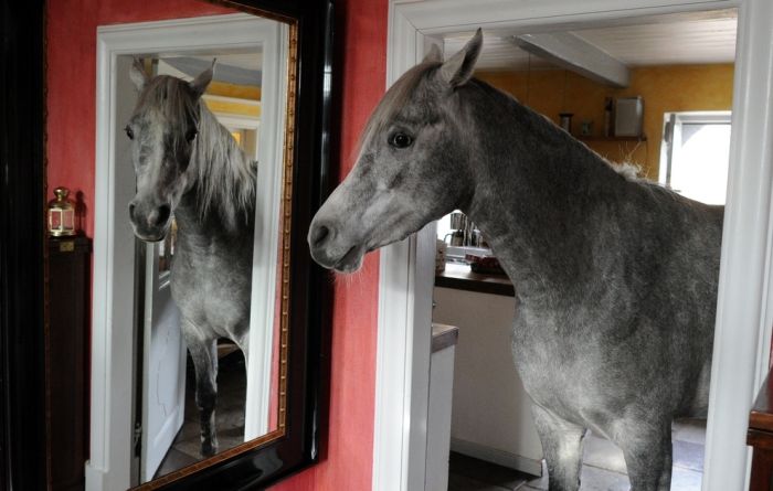 A Horse Sheltered From Storms in the Owner’s House (7 pics)