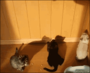 This Post is About Idiots (30 pics)