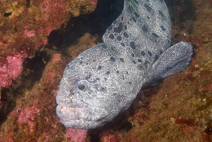 wolf eel facts