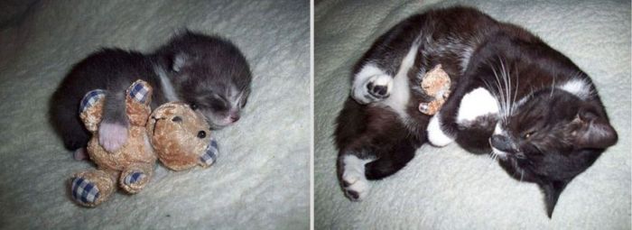 Before And After Pictures Of Animals Growing Up (22 pics)