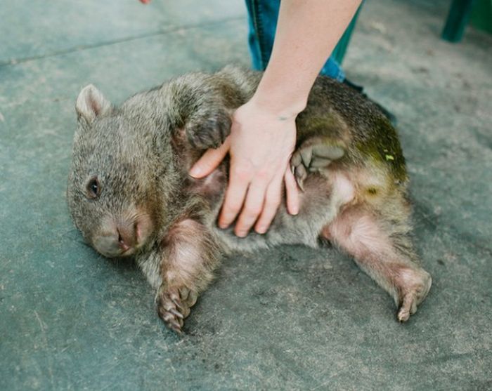 Pet Wombat (9 pics)