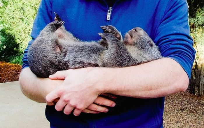 Pet Wombat (9 pics)