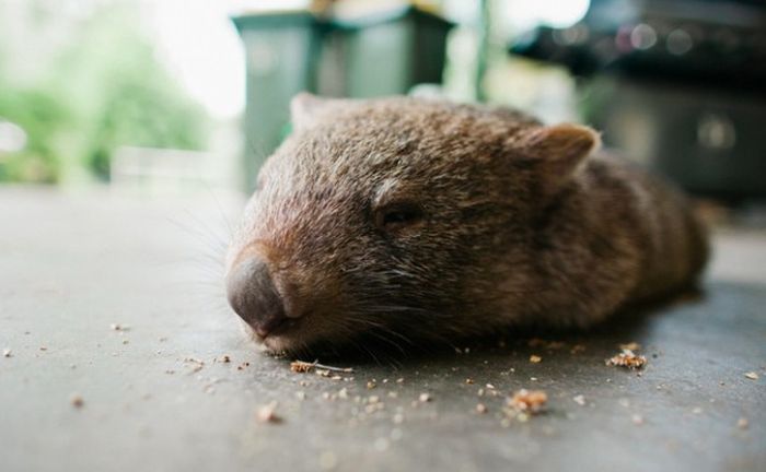 Pet Wombat (9 pics)