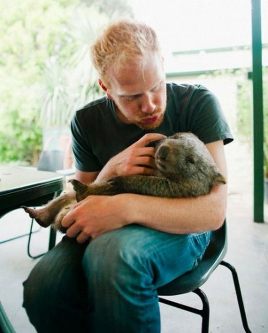 Pet Wombat (9 pics)