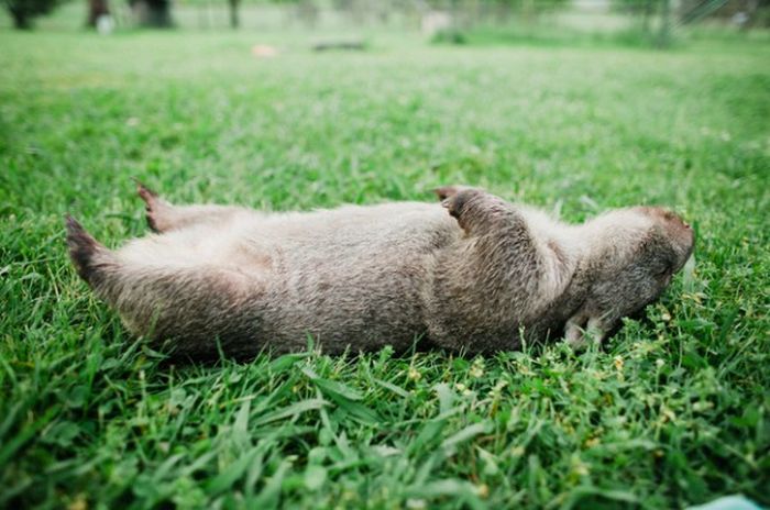 Pet Wombat (9 pics)