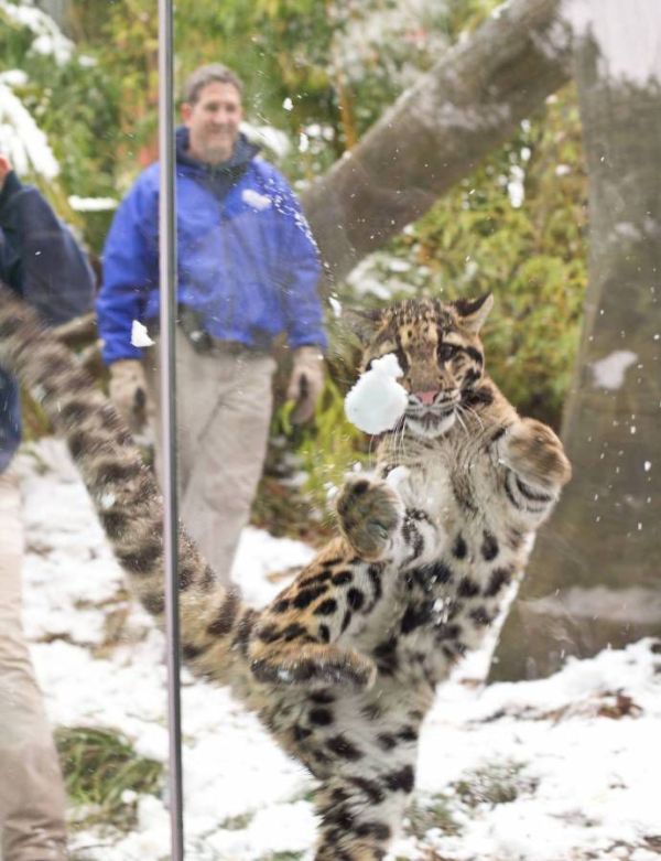 Leopard Playing with Snow (10 pics)