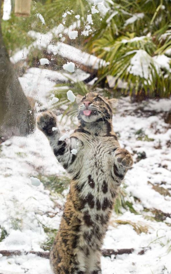 Leopard Playing with Snow (10 pics)