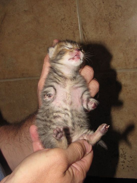 Two-Legged Kitten Mercury (16 pics)