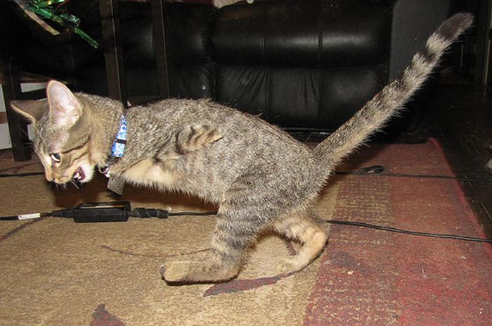 Two-Legged Kitten Mercury (16 pics)