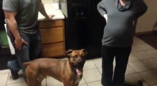 Dog Protects a Pregnant Woman