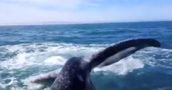 Whale Slaps a Girl With His Tail