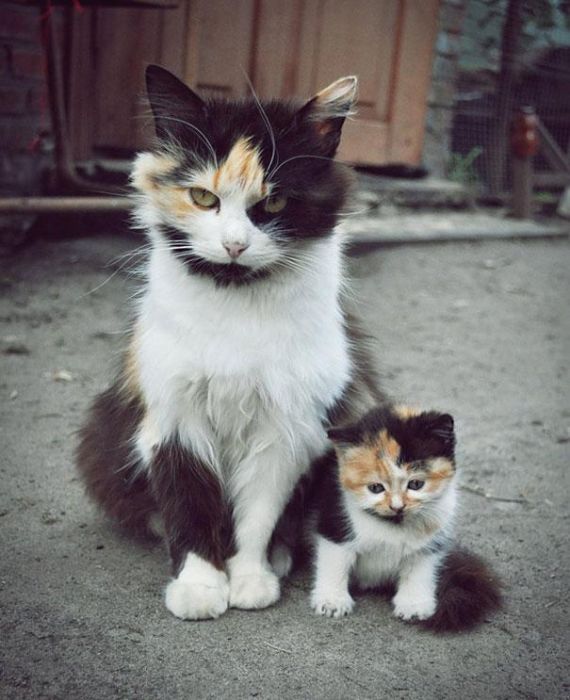 Animals and Their Mini Me Versions (30 pics)