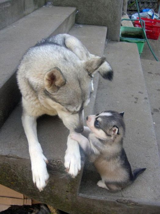 Animals and Their Mini Me Versions (30 pics)