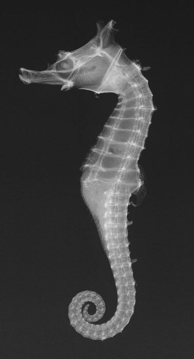 Animal X-Rays (18 pics)