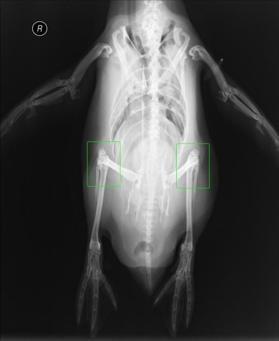 Animal X-Rays (18 pics)