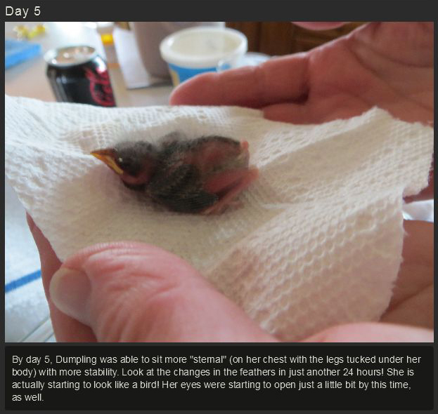 Raising a Baby Songbird (23 pics)