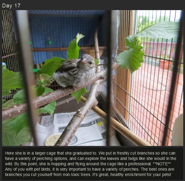 Raising a Baby Songbird (23 pics)