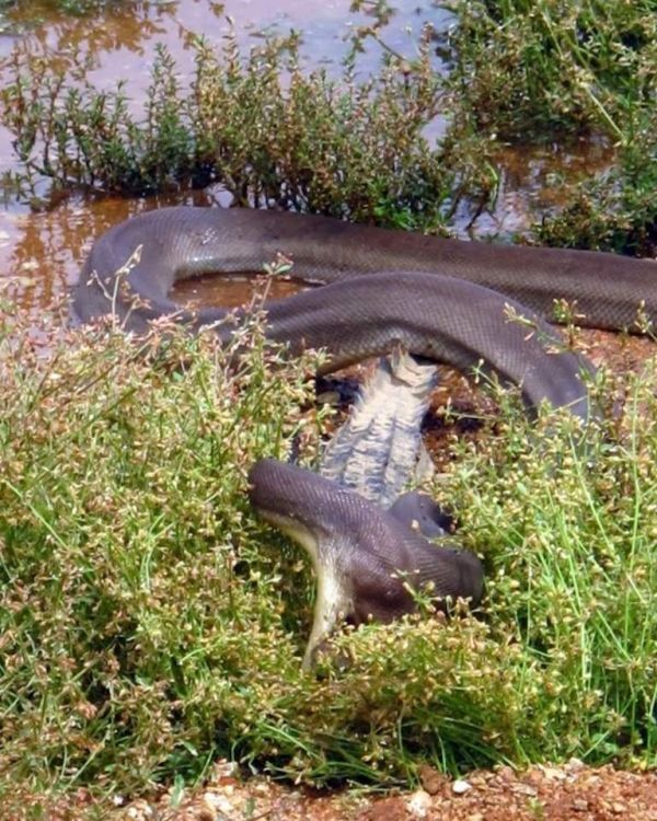 Python Eats Crocodile (13 pics)