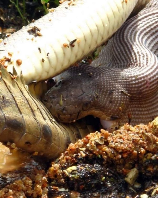 Python Eats Crocodile (13 pics)