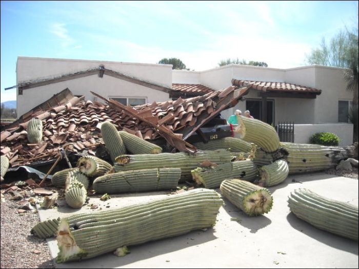 Saguaro Cactus Destroyed Carport with Three Cars (2 pics)