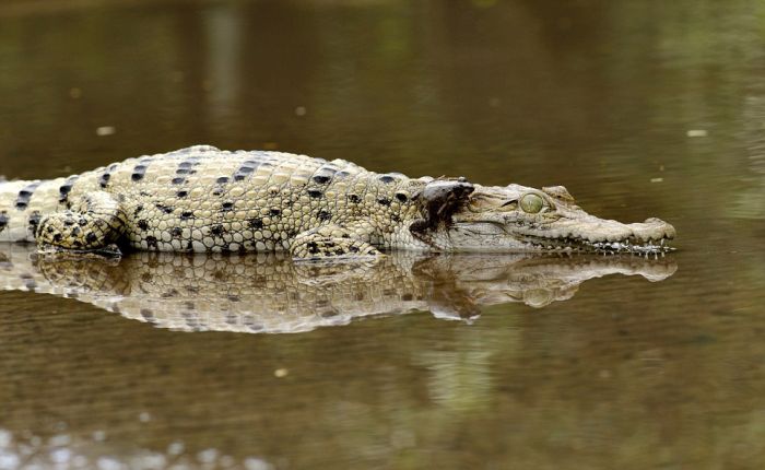 Frog on a Crocodile's Nose (5 pics)