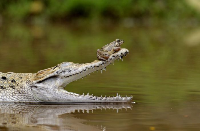 Frog on a Crocodile's Nose (5 pics)