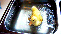 Duck Learns Swimming (6 gifs)