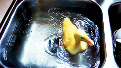 Duck Learns Swimming (6 gifs)
