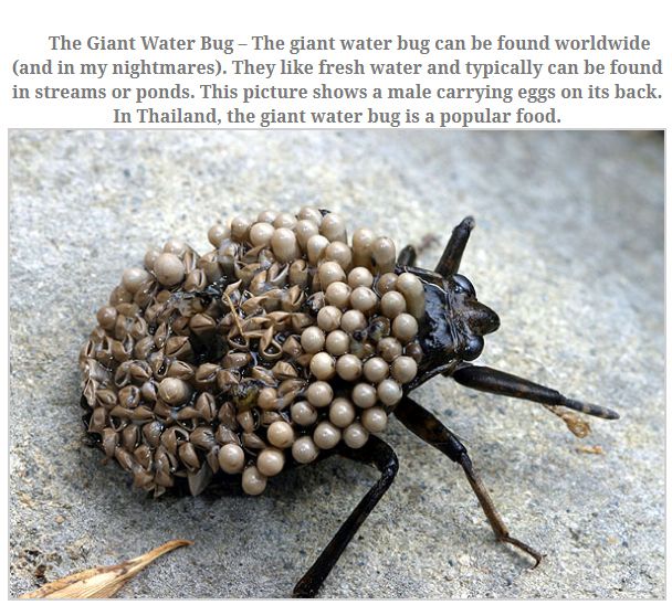 The Largest Insects (10 pics)