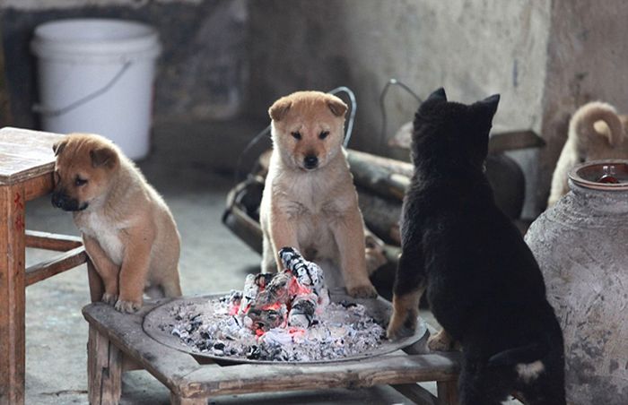 Stray Puppies Trying to Stay Warm (5 pics)