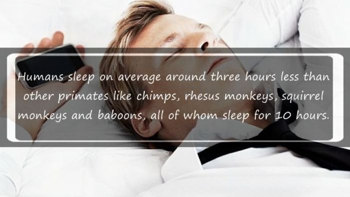 Interesting Facts about Sleeping (18 pics)