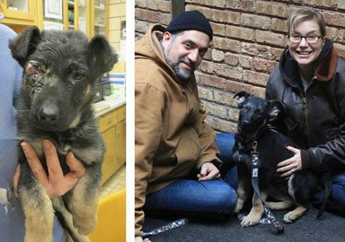 Rescued Pets Before and After the Rescue (23 pics)
