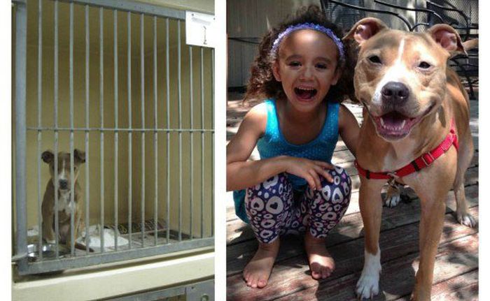 Rescued Pets Before and After the Rescue (23 pics)