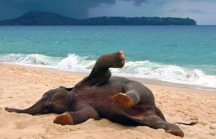 Acid Picdump (96 pics)
