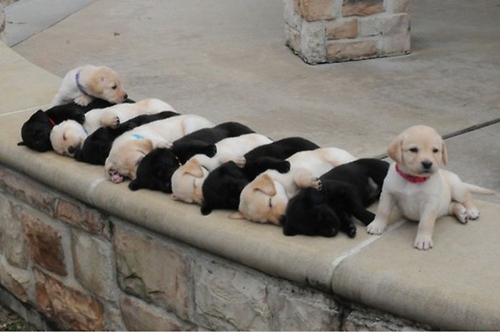Acid Picdump (96 pics)