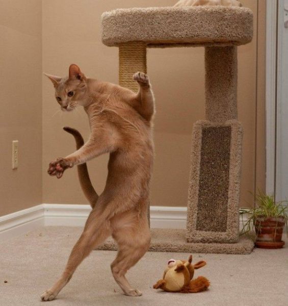 Acid Picdump (96 pics)