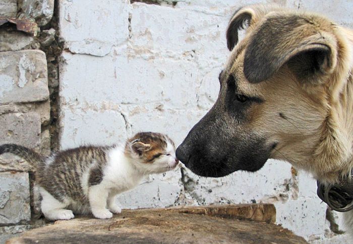 Dogs and Cats (50 pics)