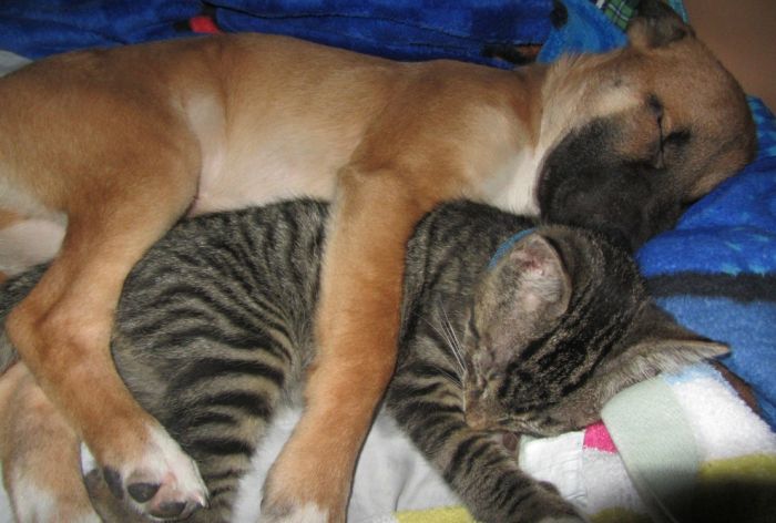 Dogs and Cats (50 pics)