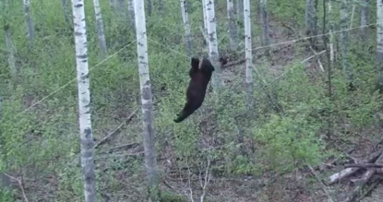 When Bear Wants to Get a Beaver Treat