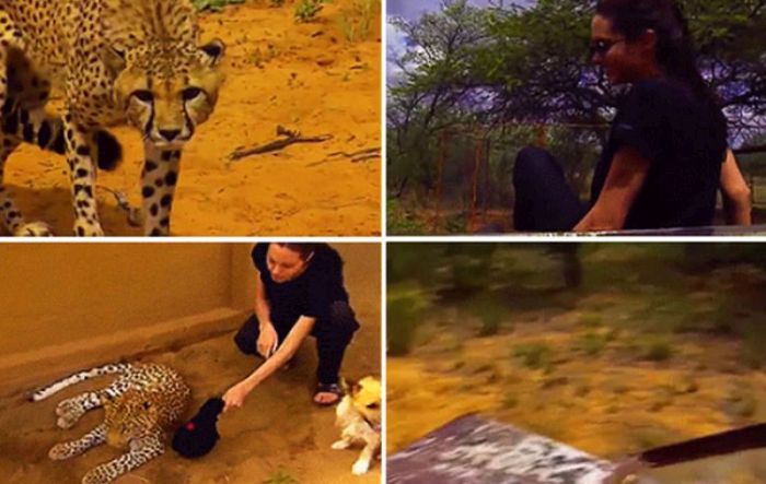 Angelina Jolie and a Leopard (7 gifs)