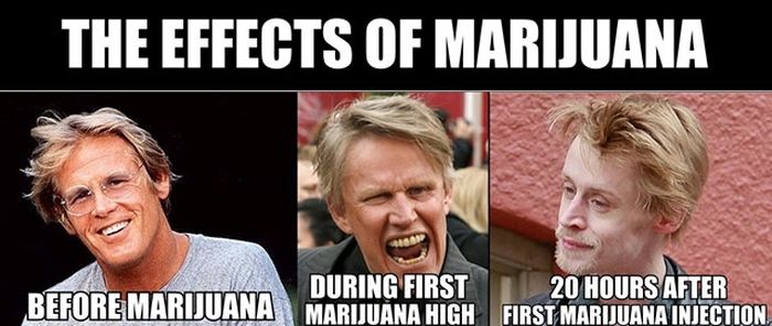 Marijuana Disinformation (20 pics)