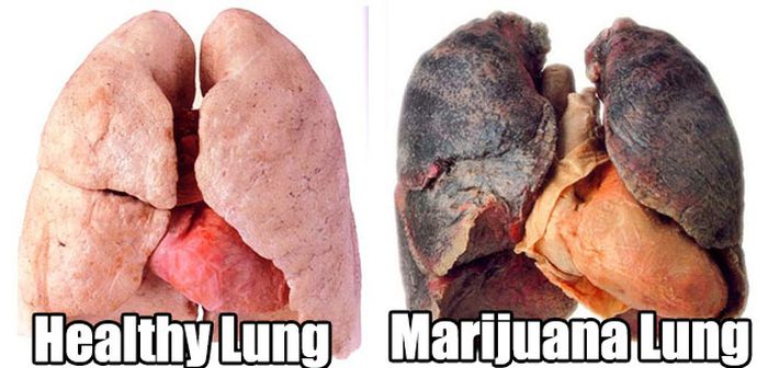 Marijuana Disinformation (20 pics)