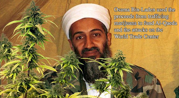 Marijuana Disinformation (20 pics)