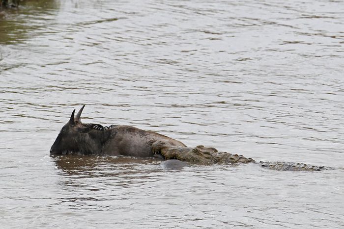 Hippo Saves Gnu from Crocodile (11 pics)