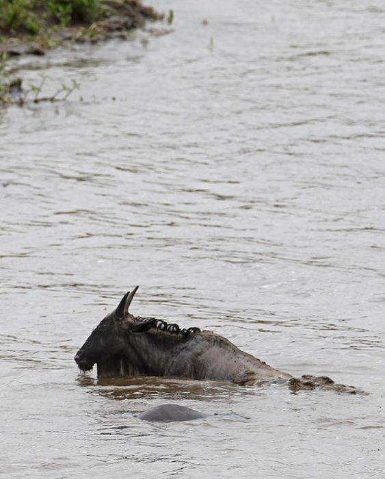 Hippo Saves Gnu from Crocodile (11 pics)