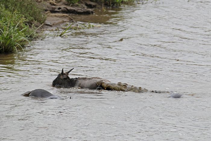 Hippo Saves Gnu from Crocodile (11 pics)