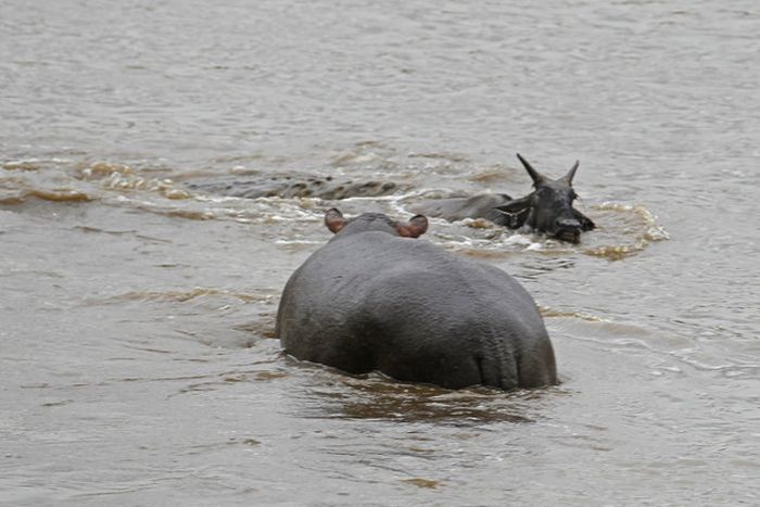 Hippo Saves Gnu from Crocodile (11 pics)